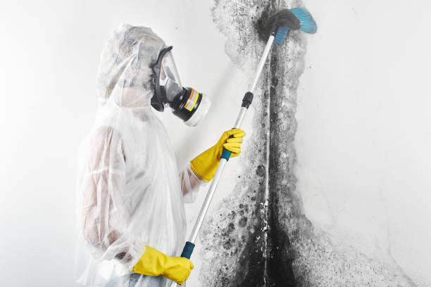 Demarest, NJ Mold Removal Company
